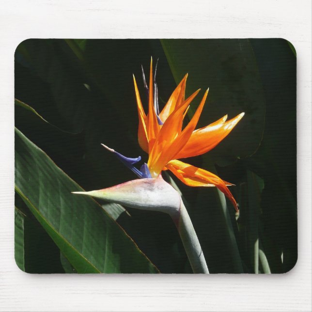 Bird of Paradise Orange Tropical Flower Mouse Mat (Front)