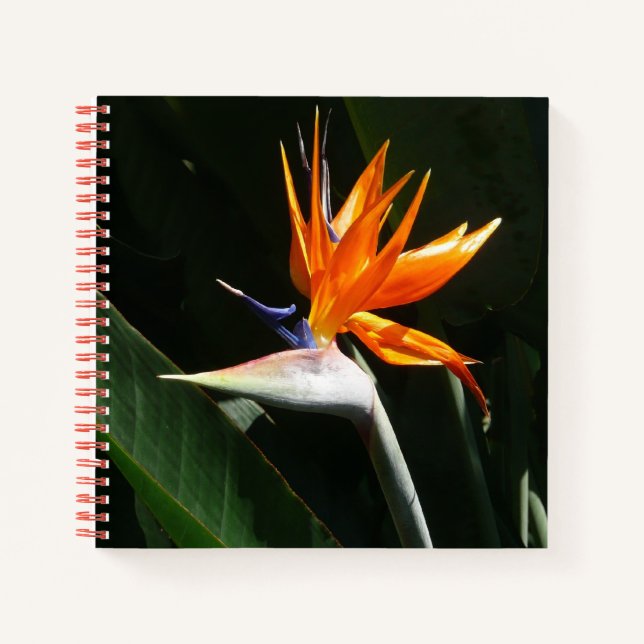 Bird of Paradise Orange Tropical Flower Notebook (Front)