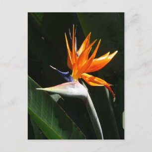 Bird of Paradise Orange Tropical Flower Postcard