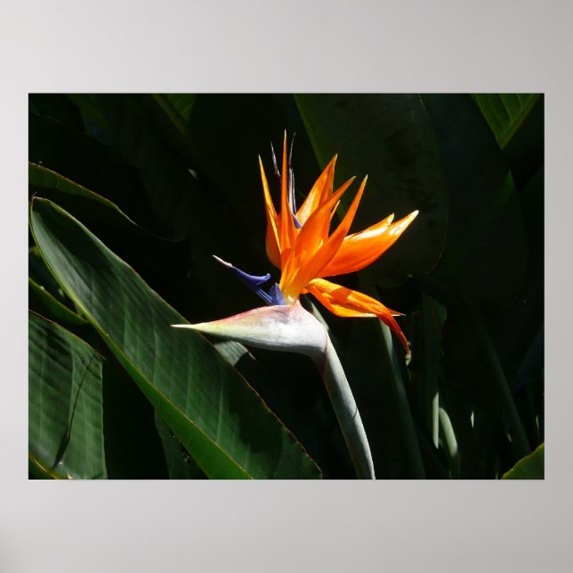 Bird of Paradise Orange Tropical Flower Poster (Front)