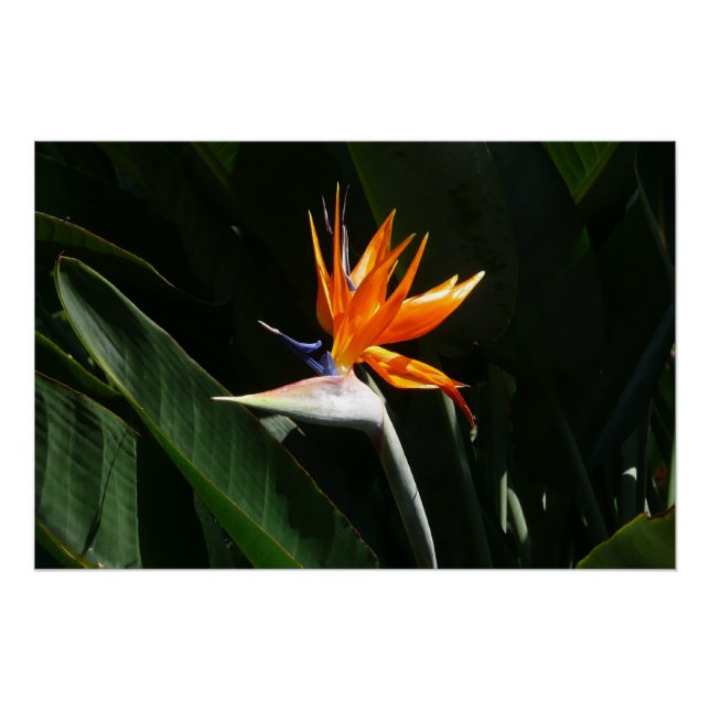 Bird of Paradise Orange Tropical Flower Poster (Front)