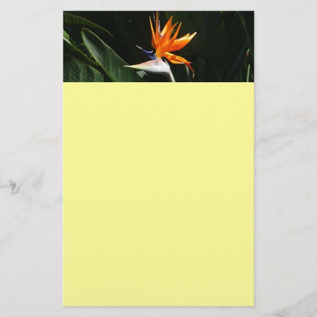 Bird of Paradise Orange Tropical Flower Stationery (Front)