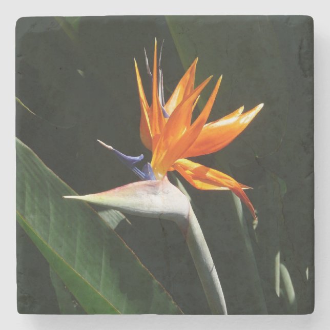 Bird of Paradise Orange Tropical Flower Stone Coaster (Front)