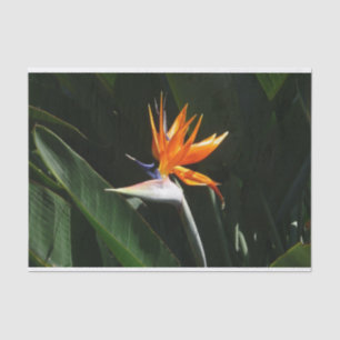 Bird of Paradise Orange Tropical Flower Tissue Paper