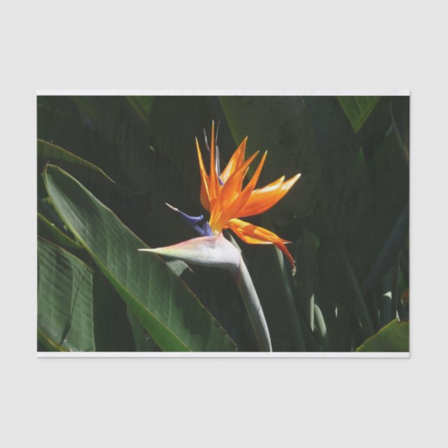 Bird of Paradise Orange Tropical Flower Tissue Paper (Front)