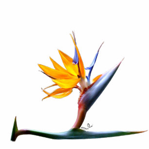 Bird of Paradise Photo Sculpture