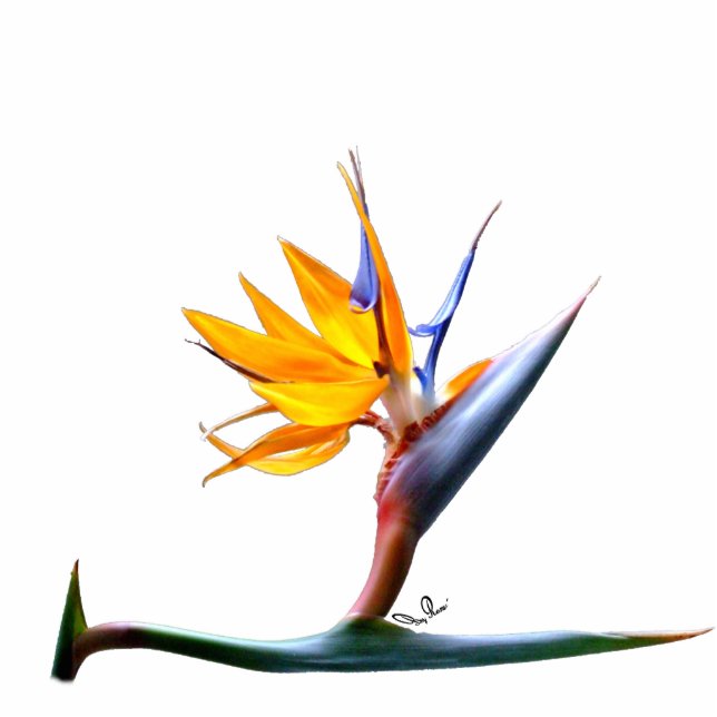 Bird of Paradise Photo Sculpture (Front)