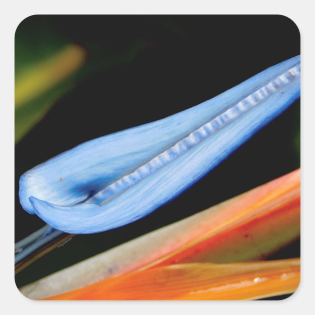 Bird of Paradise Photo  Square Sticker (Front)