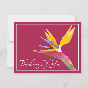 Bird Of Paradise Pink Background Thinking Of You Postcard