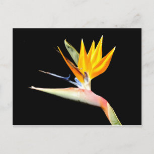 Bird of Paradise Plant Postcard