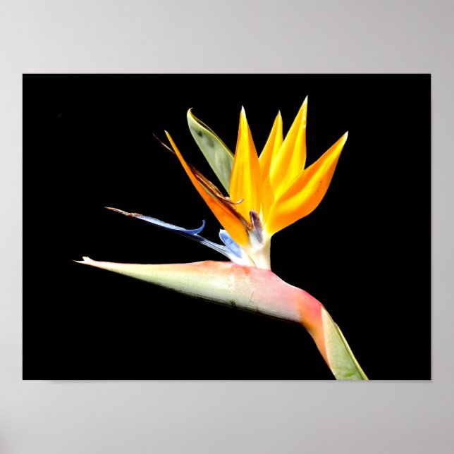 Bird of Paradise Plant Poster (Front)