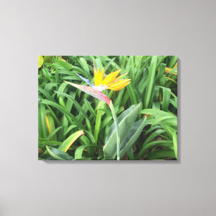 Bird of paradise plant (Strelitzia) Canvas Print