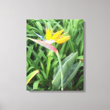 Bird of paradise plant (Strelitzia)