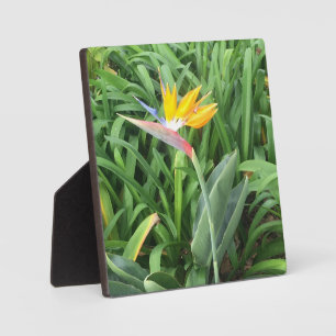 Bird of paradise plant (Strelitzia) Plaque