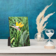 Bird of paradise plant (Strelitzia)