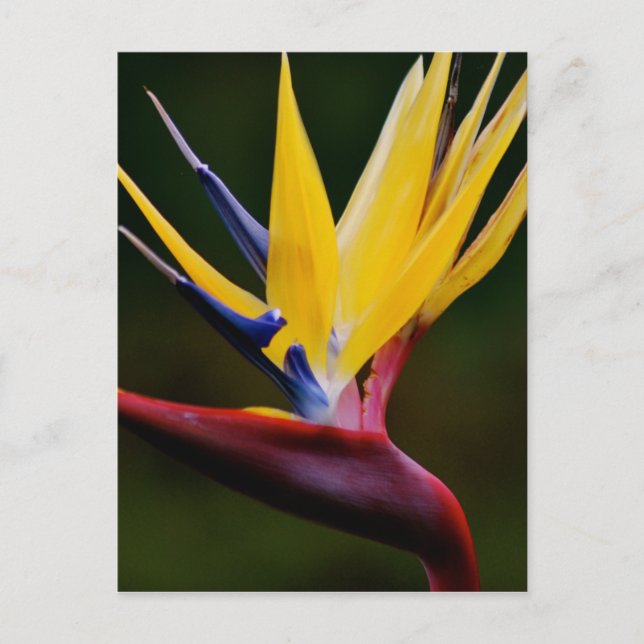 Bird of paradise postcard (Front)