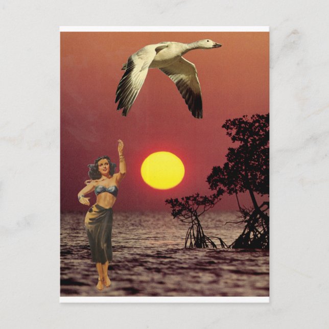 Bird of Paradise - Postcard (Front)