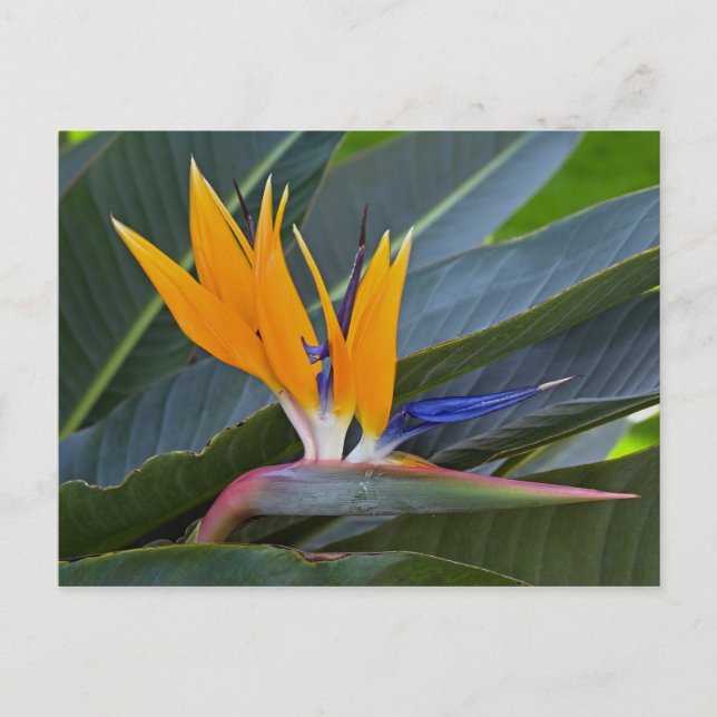 Bird of Paradise Postcard (Front)