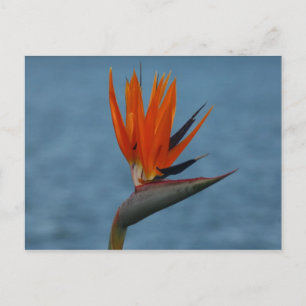 bird of paradise postcard