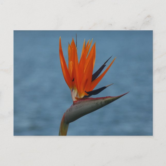 bird of paradise postcard (Front)