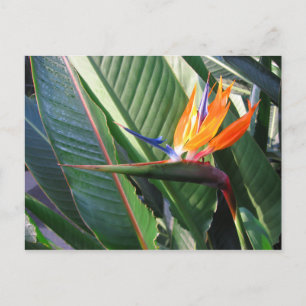 Bird of Paradise Postcard