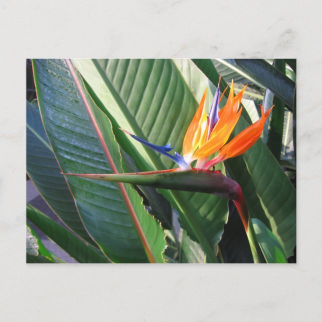 Bird of Paradise Postcard (Front)