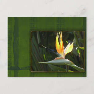 Bird of Paradise Postcard
