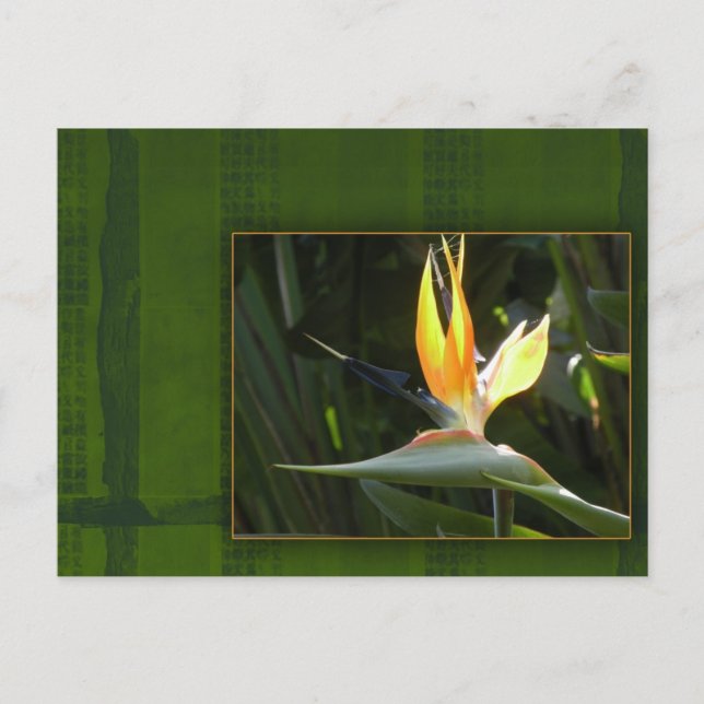 Bird of Paradise Postcard (Front)