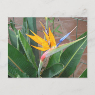 Bird of Paradise Postcard