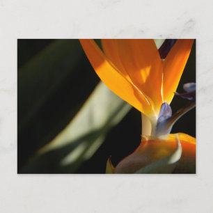 Bird of Paradise Postcard