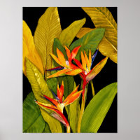 Bird of Paradise
