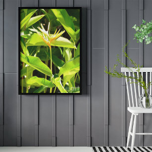 Bird of Paradise Poster