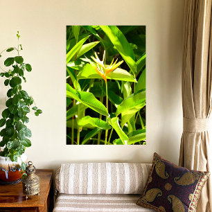 Bird of Paradise Poster