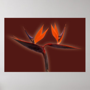 Bird of Paradise Poster