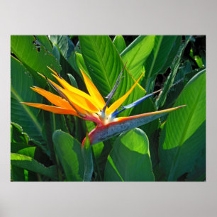 Bird of Paradise Poster