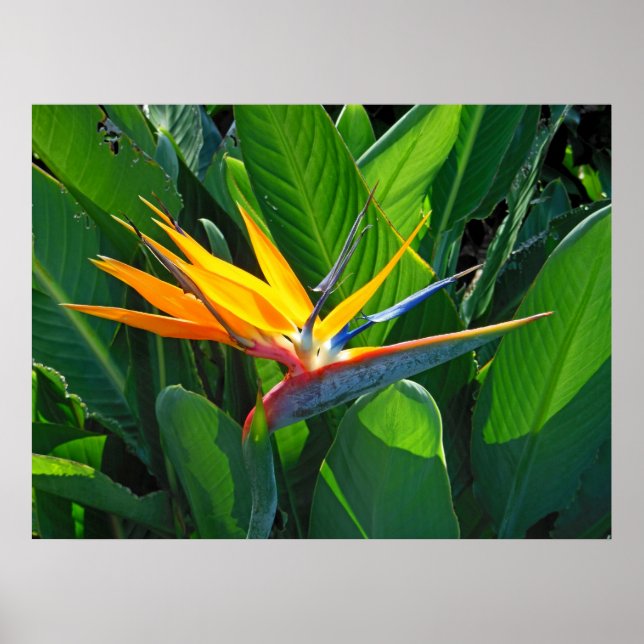 Bird of Paradise Poster (Front)