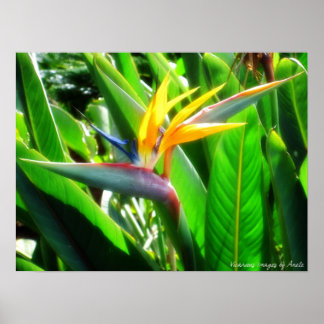 Bird of Paradise Print