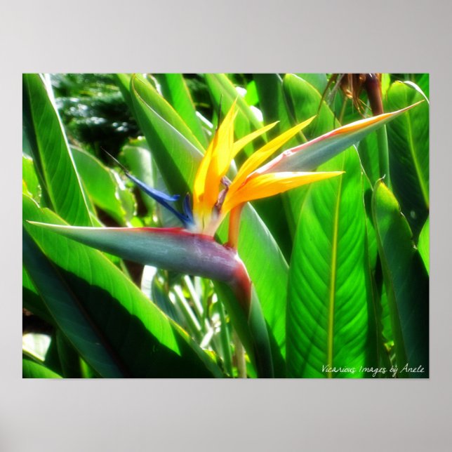 Bird of Paradise Print (Front)