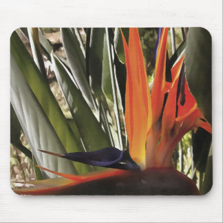 Bird of Paradise (Strelitzia) Mouse Mat