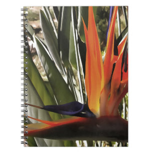 Bird of Paradise (Strelitzia) Notebook