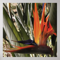 Bird of Paradise Strelitzia Reginae Acrylic Painti