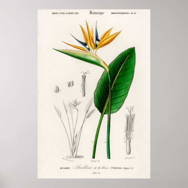 Bird of paradise (Strelitzia Reginae) Poster (Front)