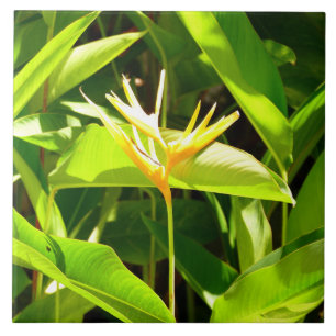 Bird of Paradise Tile