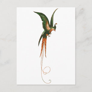 Bird of Paradise Vintage Art Postcard