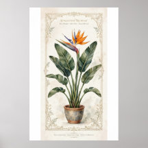 Bird of Paradise Vintage Botanical Poster