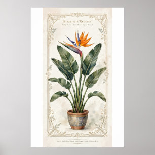 Bird of Paradise Vintage Botanical Poster