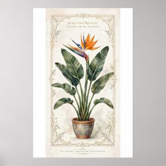 Bird of Paradise Vintage Botanical Poster