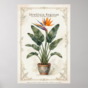 Bird of Paradise Vintage Botanical Poster Framed