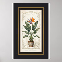 Bird of Paradise Vintage Botanical Poster Framed