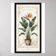 Bird of Paradise Vintage Botanical Poster Matted